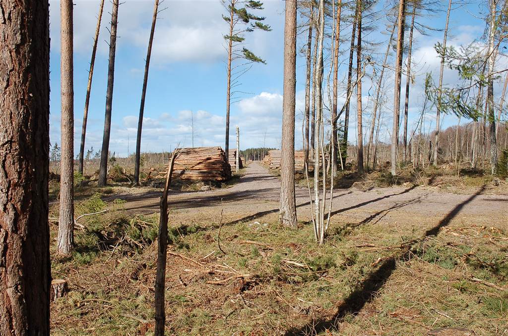 Södra delen av Hyggesvägen 2007